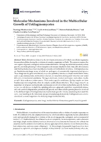 Molecular Mechanisms Involved in the Multicellular Growth of Ustilaginomycetes