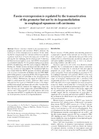 Fascin Overexpression Is Regulated by the Transactivation of the Promoter but Not by Its Hypomethylation in Esophageal Squamous Cell Carcinoma