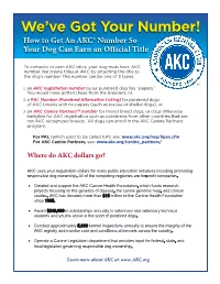 How to Get an AKC® Number So Your Dog Can Earn an Official Title