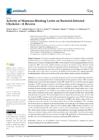 Activity of Mannose-Binding Lectin on Bacterial-Infected Chickens—A Review