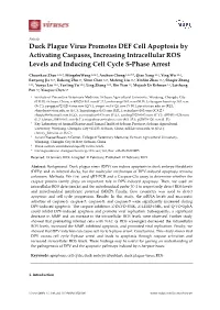Duck Plague Virus Promotes DEF Cell Apoptosis by Activating Caspases, Increasing Intracellular ROS Levels and Inducing Cell Cycle S-Phase Arrest