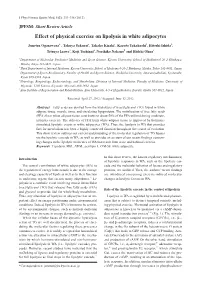 Effect of Physical Exercise on Lipolysis in White Adipocytes