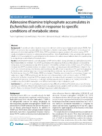 Adenosine Thiamine Triphosphate Accumulates In