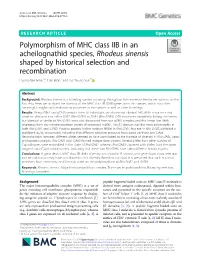 Polymorphism of MHC Class IIB in an Acheilognathid Species, Rhodeus