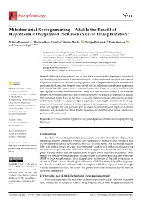 Mitochondrial Reprogramming—What Is the Benefit of Hypothermic