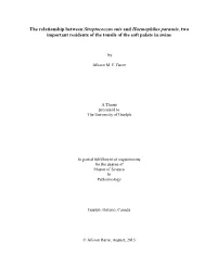 The Relationship Between Streptococcus Suis and Haemophilus Parasuis, Two Important Residents of the Tonsils of the Soft Palate in Swine