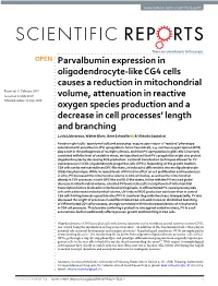 Parvalbumin Expression in Oligodendrocyte-Like CG4 Cells