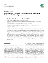 Morphometric Analysis of Furcation Areas of Multirooted Teeth in a Tunisian Population
