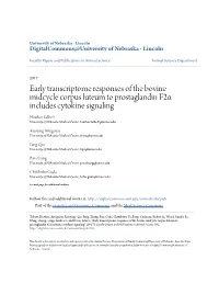 Early Transcriptome Responses of the Bovine Midcycle Corpus Luteum To