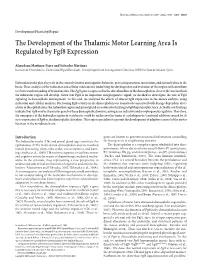The Development of the Thalamic Motor Learning Area Is Regulated by Fgf8 Expression