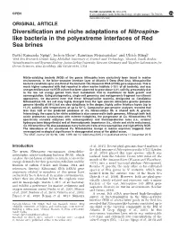 Diversification and Niche Adaptations of Nitrospina-Like Bacteria in The