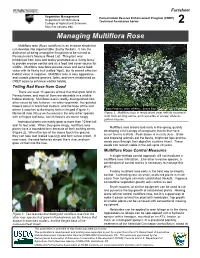 Managing Multiflora Rose