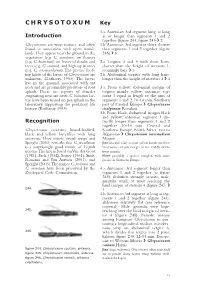 CHRYSOTOXUM Key 1.A