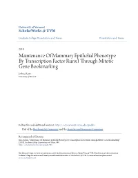 Maintenance of Mammary Epithelial Phenotype by Transcription Factor Runx1 Through Mitotic Gene Bookmarking Joshua Rose University of Vermont