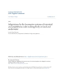Adaptations by the Locomotor Systems of Terrestrial and Amphibious Crabs Walking Freely on Land and Underwater