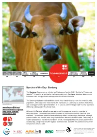 Species of the Day: Banteng
