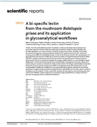 A Bi-Specific Lectin from the Mushroom Boletopsis Grisea and Its