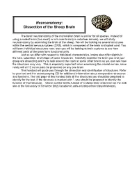 Neuroanatomy: Dissection of the Sheep Brain