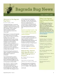 Bagrada Bug, Painted Bug, Bagrad