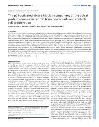 The P21-Activated Kinase Mbt Is a Component of the Apical Protein Complex in Central Brain Neuroblasts and Controls Cell Proliferation Juliane Melzer1,*, Karoline F