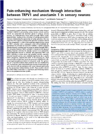 Pain-Enhancing Mechanism Through Interaction Between TRPV1 and Anoctamin 1 in Sensory Neurons