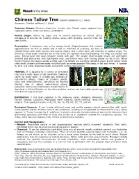 Chinese Tallow Tree Sapium Sebiferum (L.) Roxb