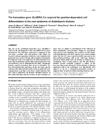 The Homeobox Gene GLABRA 2 Is Required for Position-Dependent Cell Differentiation in the Root Epidermis of Arabidopsis Thaliana