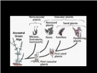 Plant Evolution and Diversity Part 1: Bryophytes and Ferns the Three Domains • Plant-Like Protists Are Autotrophs – They Contain Chloroplasts and Make Their Own Food