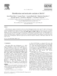 Identification and Molecular Analysis of BANP