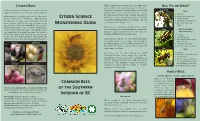 Honey Bees Are What Most Bee, Fly Or Wasp? People Think of When Asked About Bees