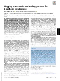 Mapping Transmembrane Binding Partners for E-Cadherin Ectodomains