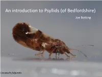 An Introduction to Psyllids (Of Bedfordshire) Joe Botting