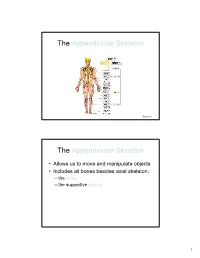 The Appendicular Skeleton the Appendicular Skeleton