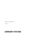 URINARY SYSTEM Components