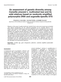 Camel/A Sinensis L. (Cultivated Tea) and Its Wild Relatives Based on Randomly Amplified Polymorphic DNA and Organelle-Specific STS