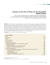 Genetics on the Fly: a Primer on the Drosophila Model System