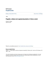 Flagellar, Cellular and Organismal Polarity in Volvox Carteri