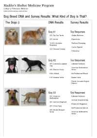 Dog Breed DNA and Survey Results: What Kind of Dog Is That? the Dogs () DNA Results Survey Results