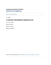 A Molecular Understanding of Alphavirus Entry