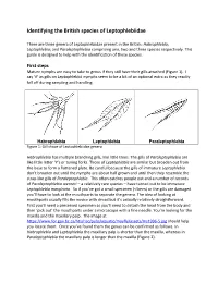 Identifying the British Species of Leptophlebiidae