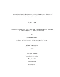 (Pentatomidae) DISSERTATION Presented