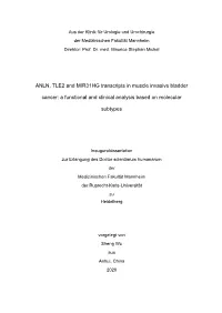 ANLN, TLE2 and MIR31HG Transcripts in Muscle Invasive Bladder Cancer