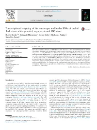 Transcriptional Mapping of the Messenger and Leader Rnas of Orchid ﬂeck Virus, a Bisegmented Negative-Strand RNA Virus