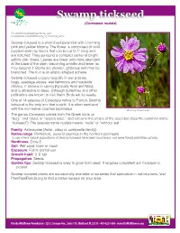 Swamp Tickseed (Coreopsis Nudata)