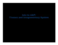 Tissues and Integumentary System Biol 105 Chapter 4