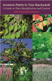 Invasive Plants in Your Backyard!