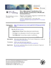 Immunodeficiency Mouse Thymus Organization in Health and Three-Dimensional Visualization Of