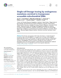 Single-Cell Lineage Tracing by Endogenous Mutations Enriched In