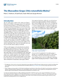 The Muscadine Grape (Vitis Rotundifolia Michx)1 Peter C