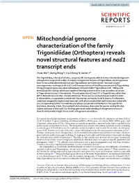 Mitochondrial Genome Characterization of the Family Trigonidiidae